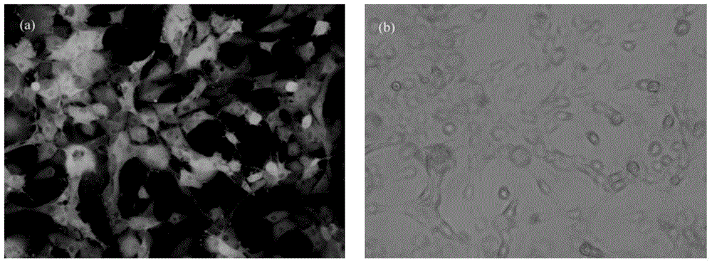 Targeted boron preparation and preparation method thereof