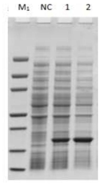 Antibody ELISA detection method based on salmonella pullorum X protein coating