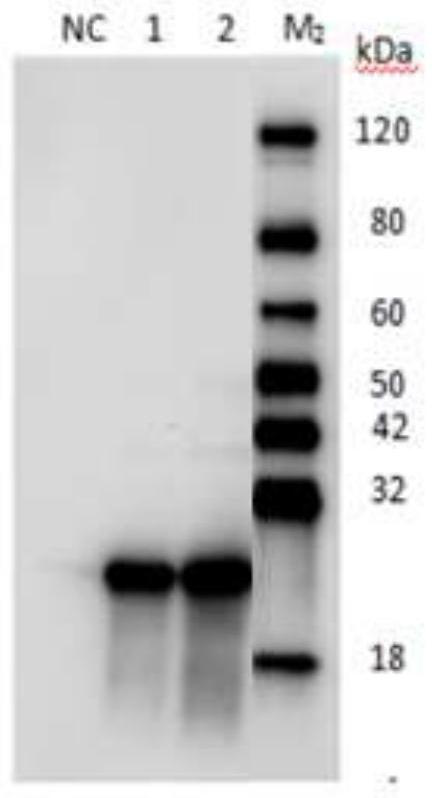 Antibody ELISA detection method based on salmonella pullorum X protein coating