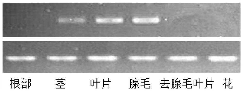 Plant glandular hair specific expression gene HD-9 as well as expression vector and application thereof
