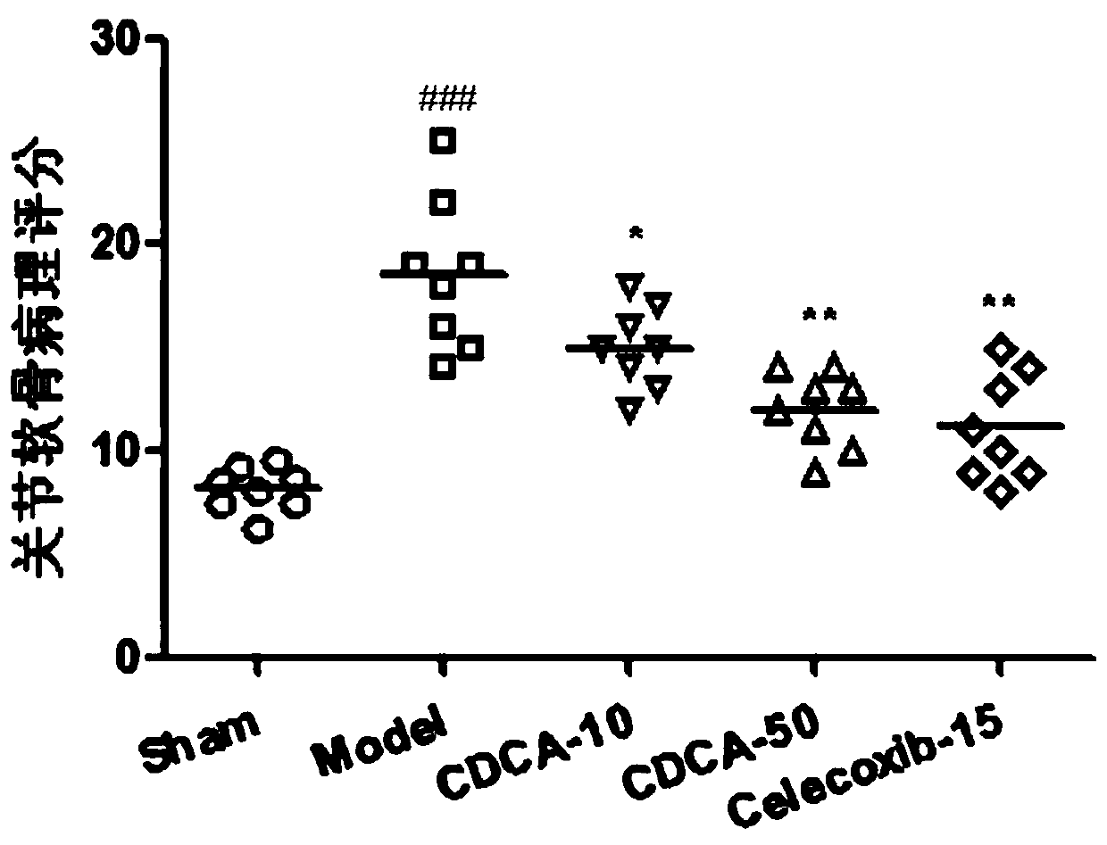 Application of cdca in preparation of medicine for treating osteoarthritis