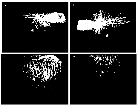 Application of FITC-dextran in manufacturing fundus angiographic agent