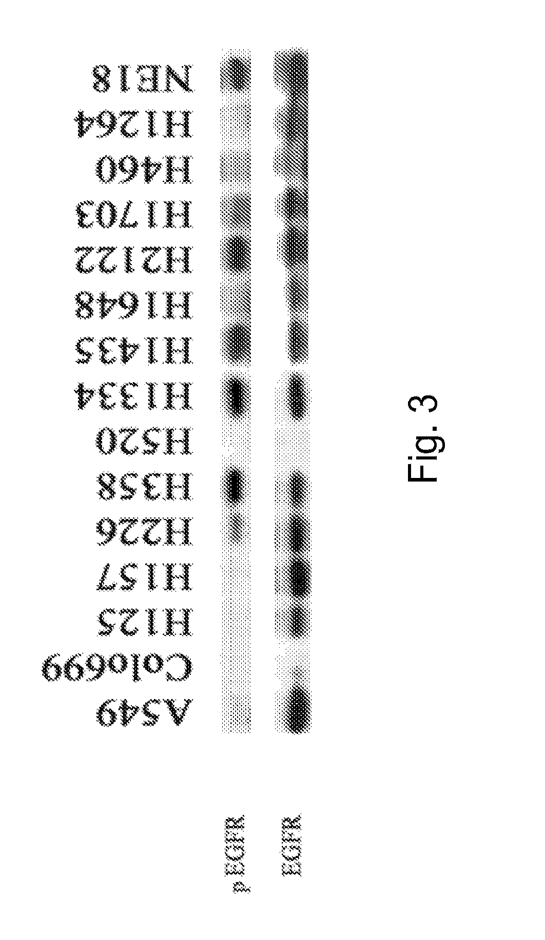 Gefitnib Sensitivity-Related Gene Expression and Products and Methods Related Thereto