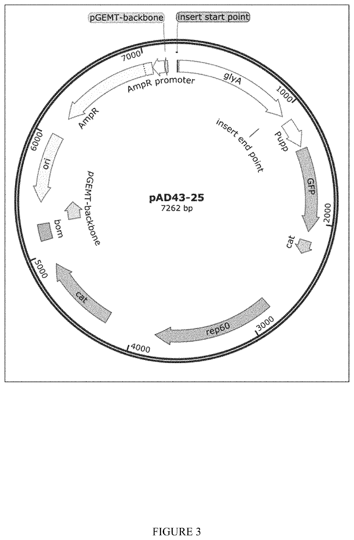 System for the biocontrol of pathogens in aquaculture and other animal systems