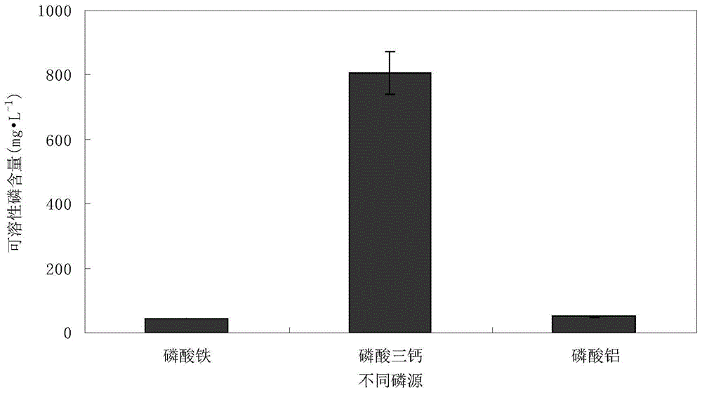 Tea tree growth-promoting rhizobacterium Serratia marcescens and application thereof