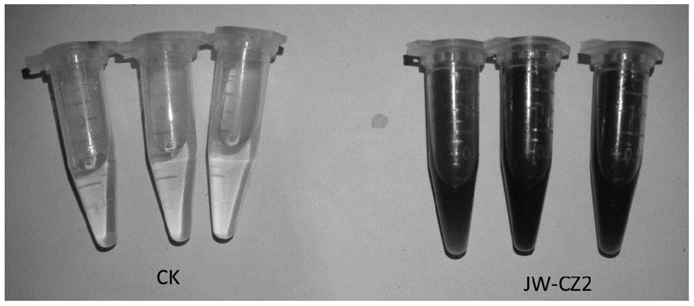 Tea tree growth-promoting rhizobacterium Serratia marcescens and application thereof