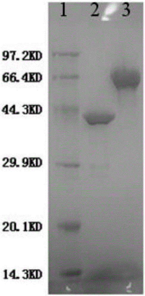 HIV (Human Immunodeficiency Virus) recombinant antigen, expression gene, expression vector and HIV detection kit