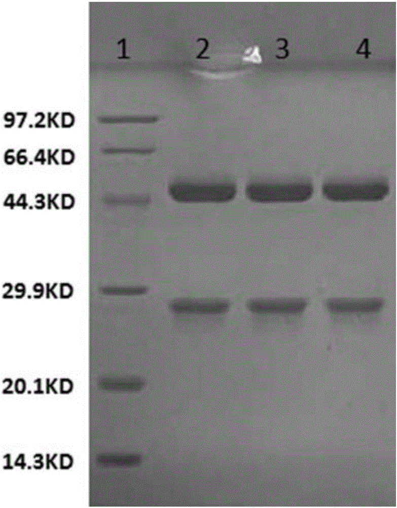 HIV (Human Immunodeficiency Virus) recombinant antigen, expression gene, expression vector and HIV detection kit