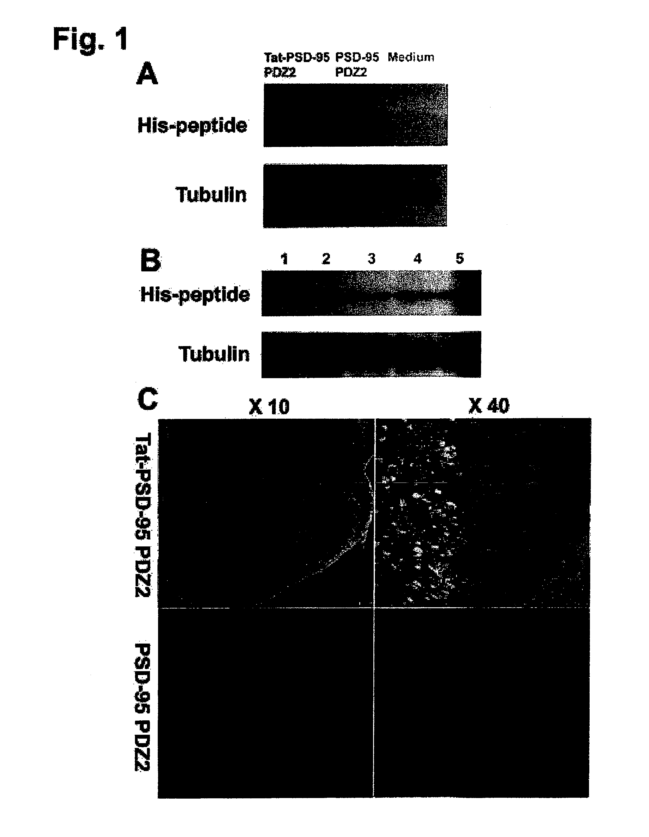 Biological agents active in central nervous system