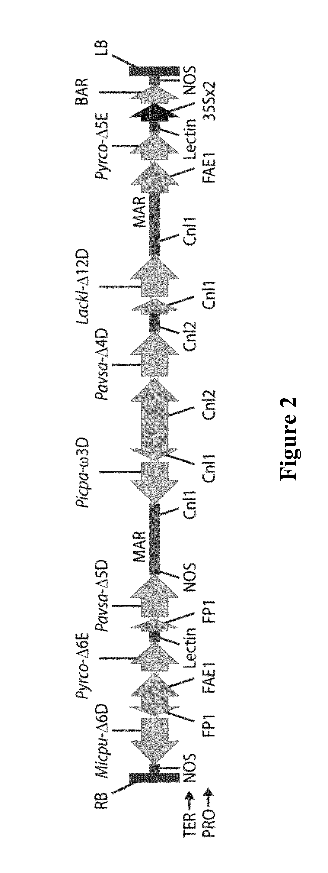 Process for producing ethyl esters of polyunsaturated fatty acids