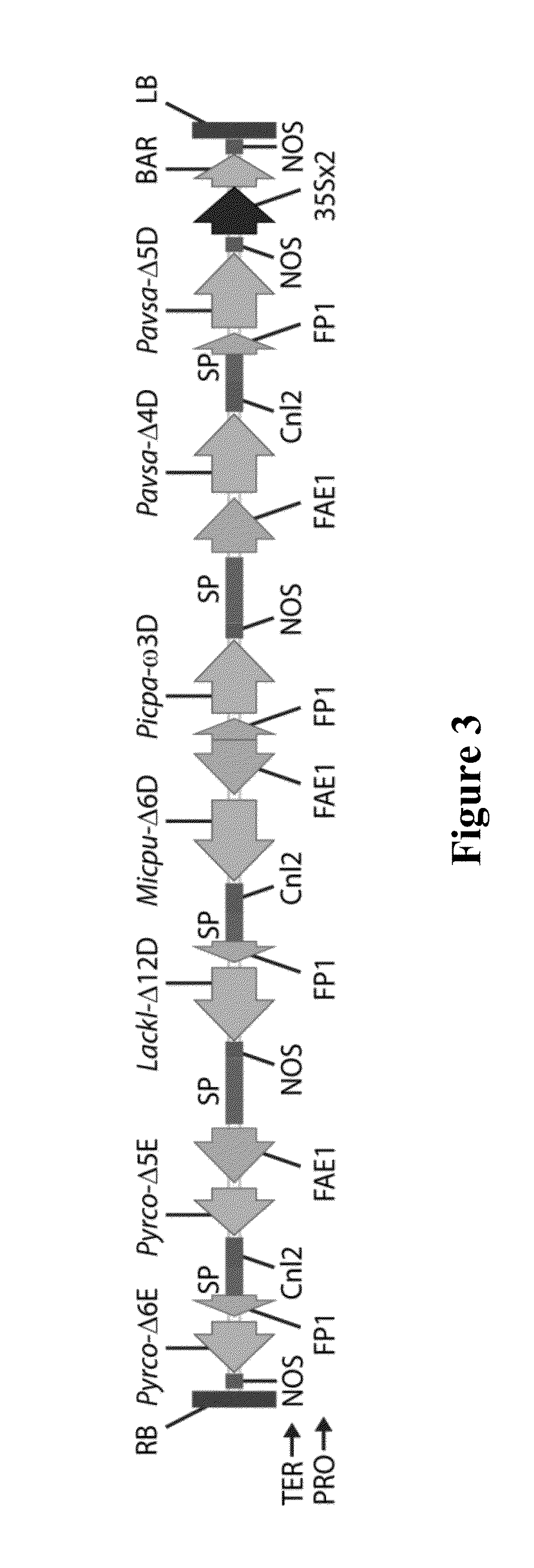 Process for producing ethyl esters of polyunsaturated fatty acids