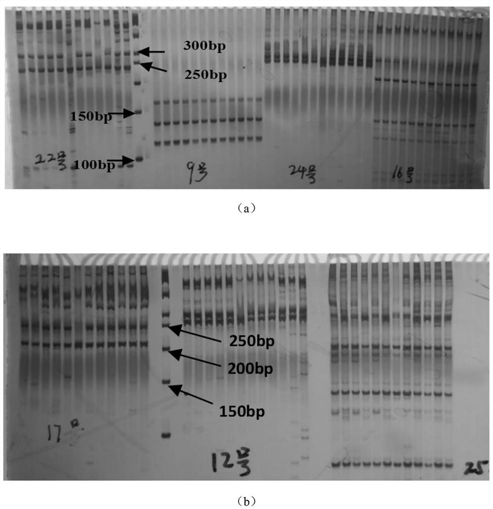 InDel molecular marker primer of Modilong white gourds and application of InDel molecular marker primer