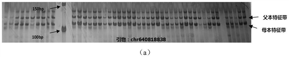 InDel molecular marker primer of Modilong white gourds and application of InDel molecular marker primer