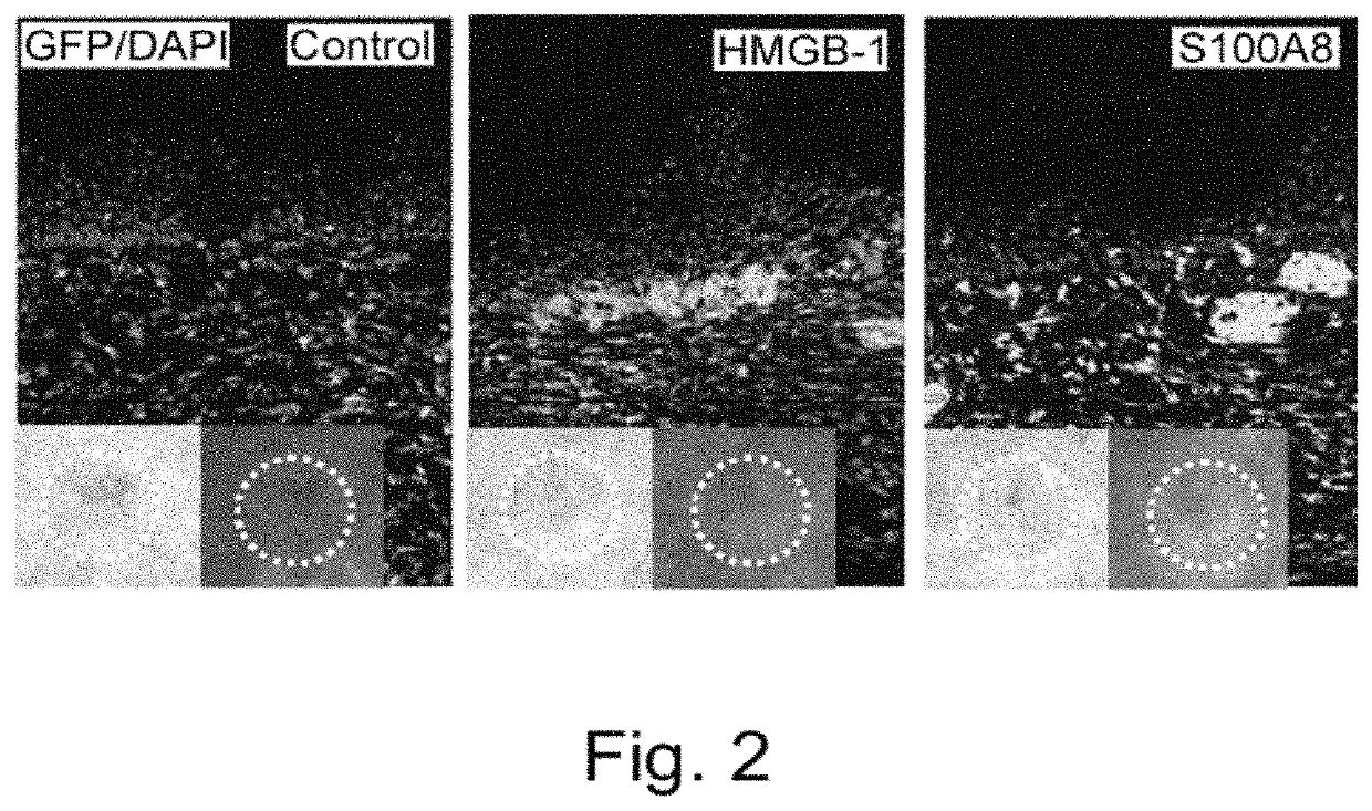 Agents for promoting tissue regeneration by recruiting bone marrow mesenchymal stem cells and/or pluripotent stem cells into blood