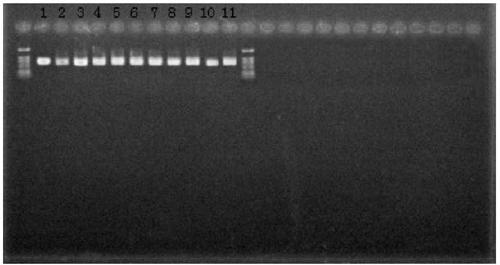 Rapid screening method for Lactobacillus helveticus rich in ace-inhibiting active peptides, combined sequence and construction method for realizing the method