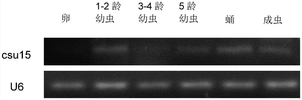 Application of endogenous small RNA of Chilo suppressalis in improving rice insect resistance