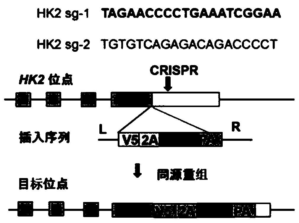 Method for establishing HK2 report gene cell line of colon cancer