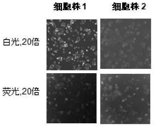 Method for establishing HK2 report gene cell line of colon cancer