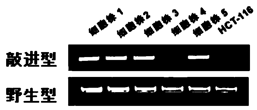 Method for establishing HK2 report gene cell line of colon cancer