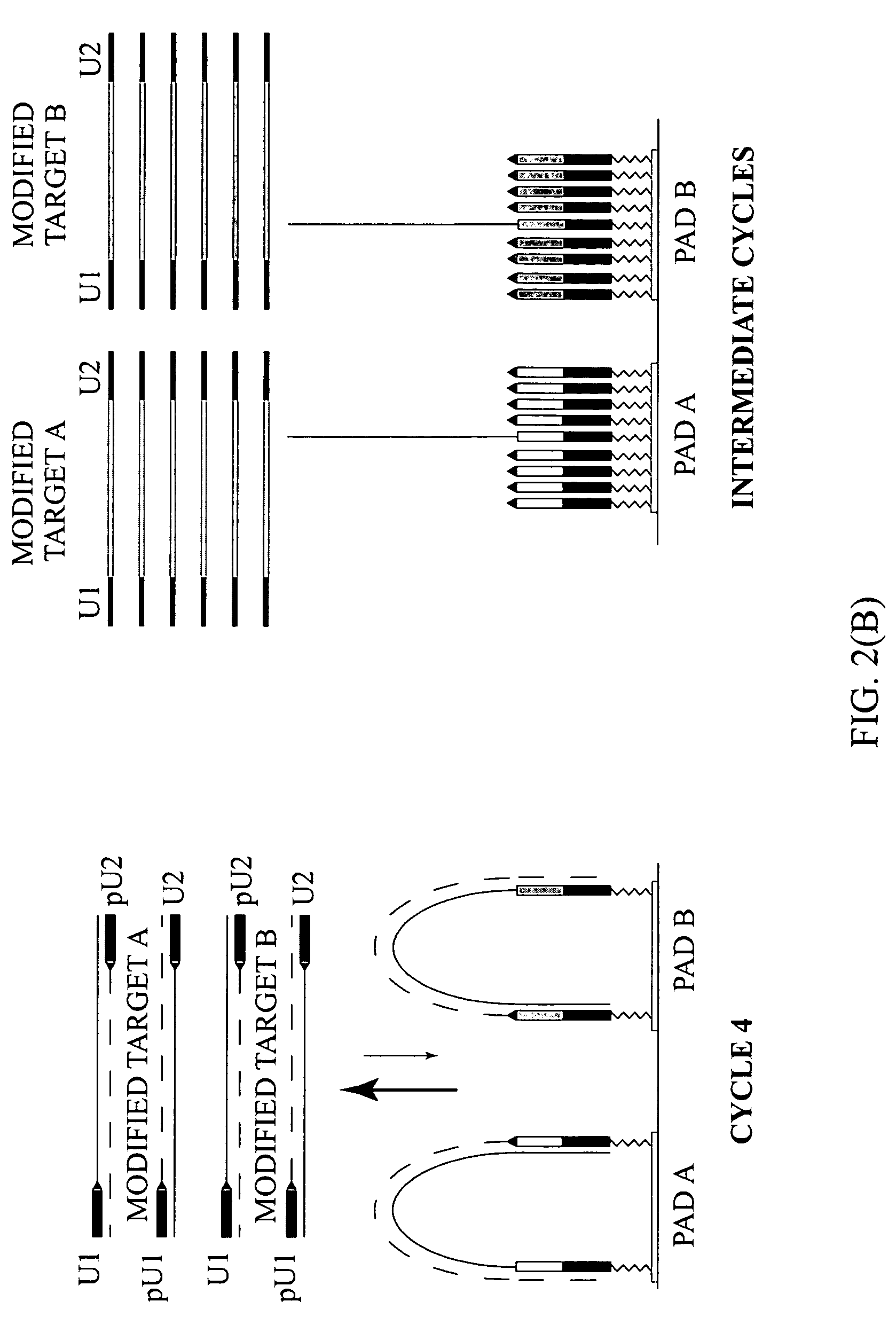 Dual phase multiplex polymerase chain reaction