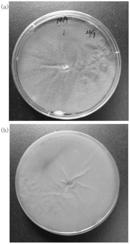 A kind of aspergillus fumigatus and application thereof