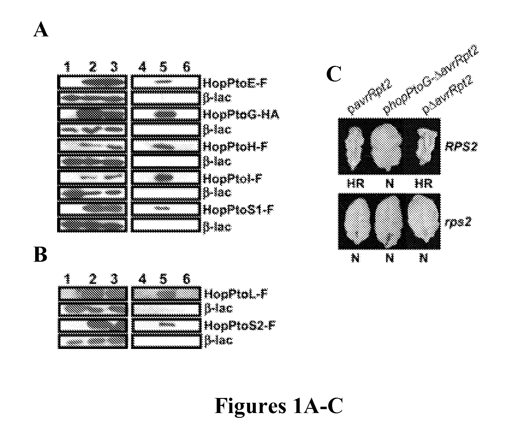 Pseudomonas avr and hop proteins, their encoding nucleic acids, and use thereof