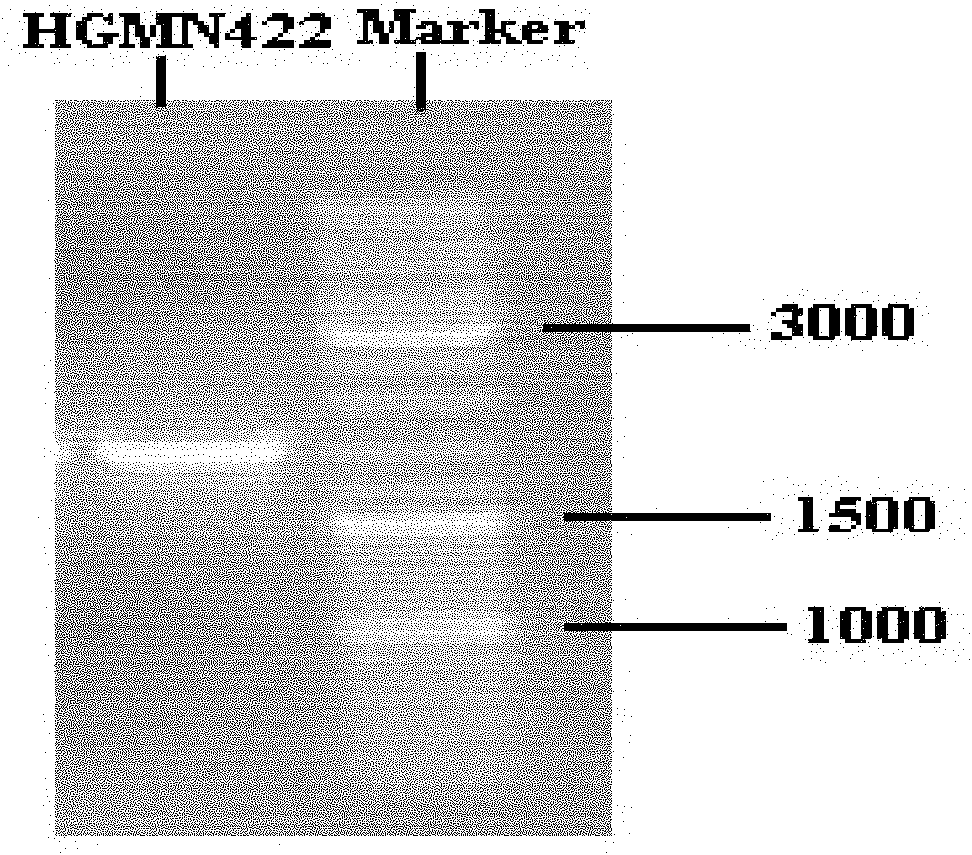 Marine aerobic denitrifying halomonas strain HGMN422 and application thereof