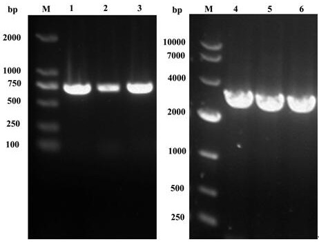 High-fidelity attenuated strain of porcine reproductive and respiratory syndrome virus and its application