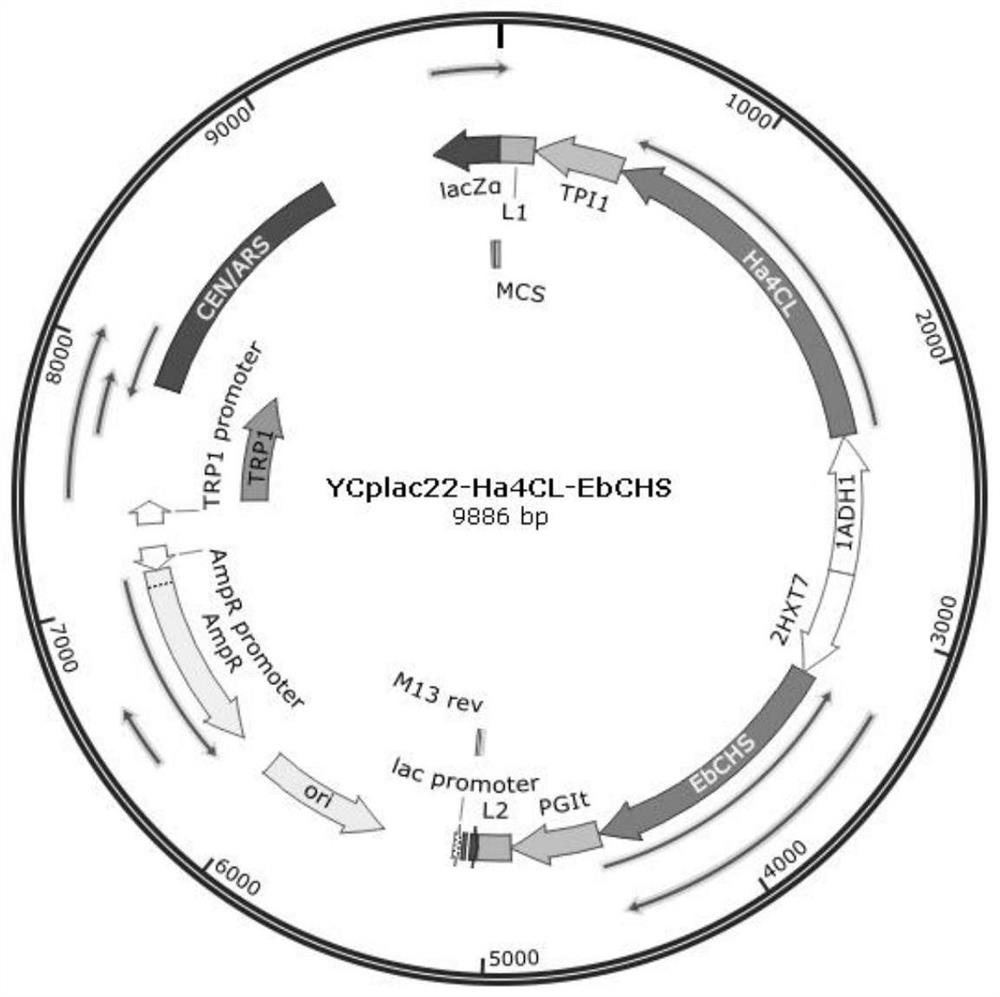 A kind of method of Saccharomyces cerevisiae fermenting and producing phloretin