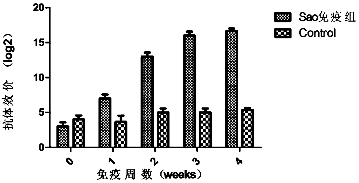 A kind of streptococcus suis truncated protein sao and its application