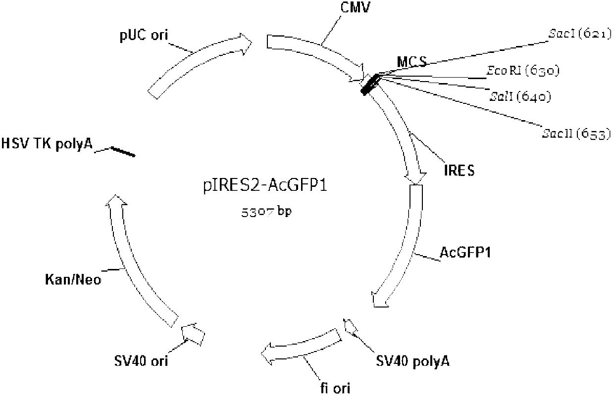 Bicistronic mRNA coexpression gene transporter and preparation method thereof