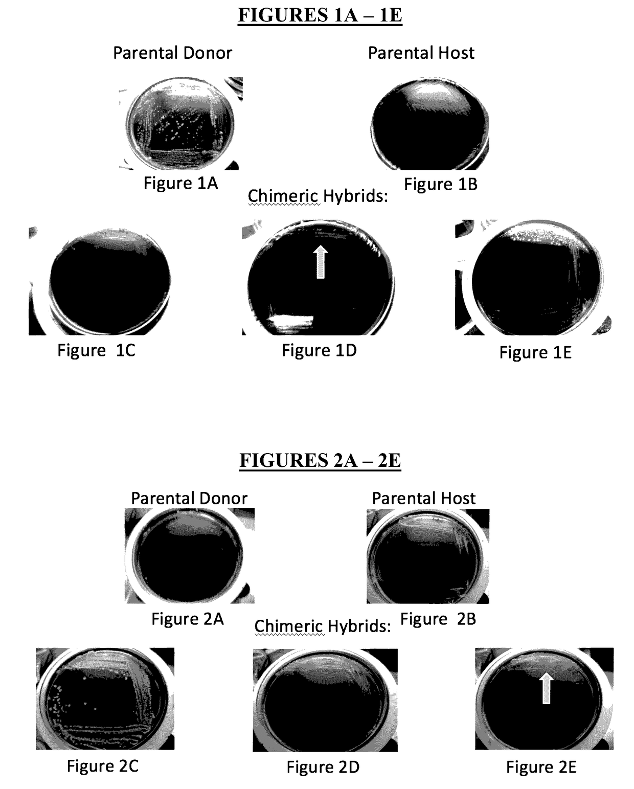 Method for Producing Chimeric Microbial Hybrids