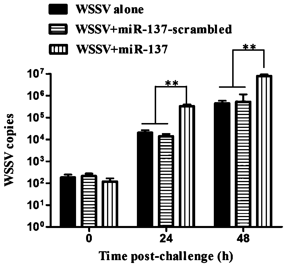 Application of AMO-miR-137 in preparation of broad-spectrum preparation for resisting white spot syndrome viruses