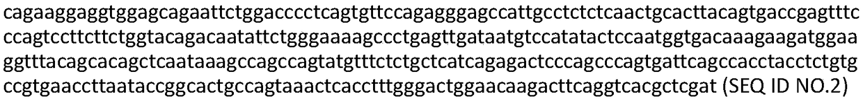 TCR (T Cell Receptor) for recognizing PRAME (Preferentially Expressed Antigen of Melanoma) antigen oligopeptide