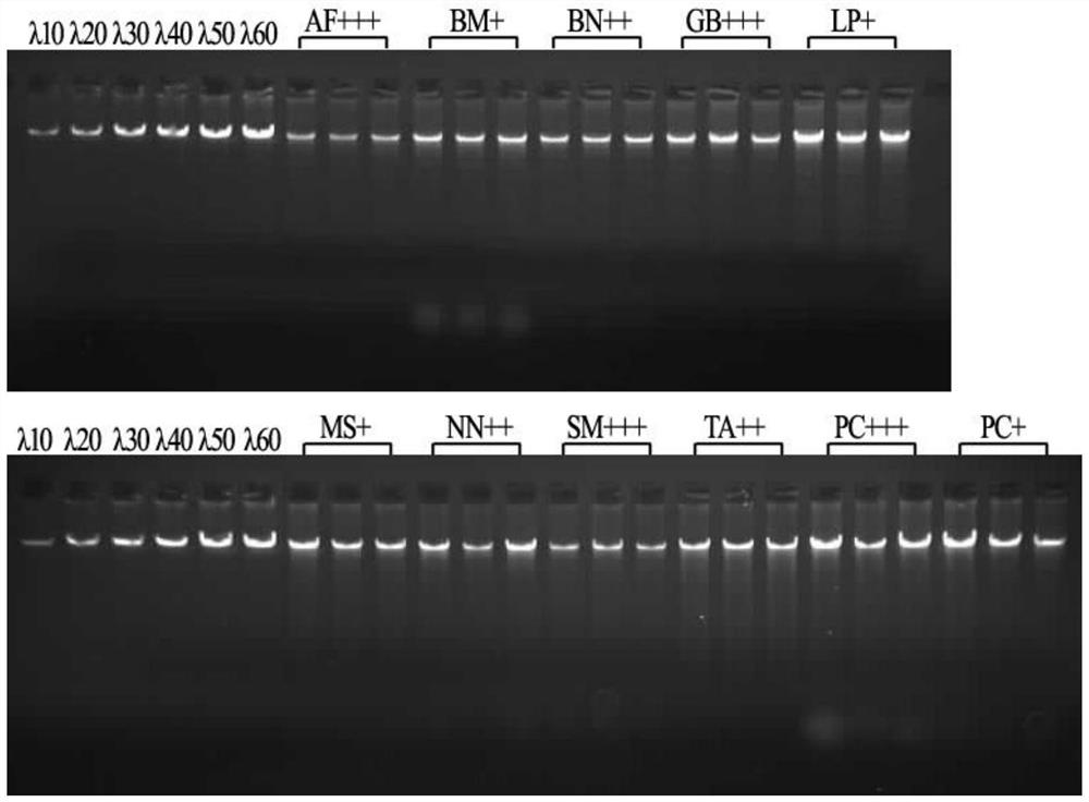 Non-toxic extract solution combination gpr.1 for efficient extraction of plant genome dna and its extraction method