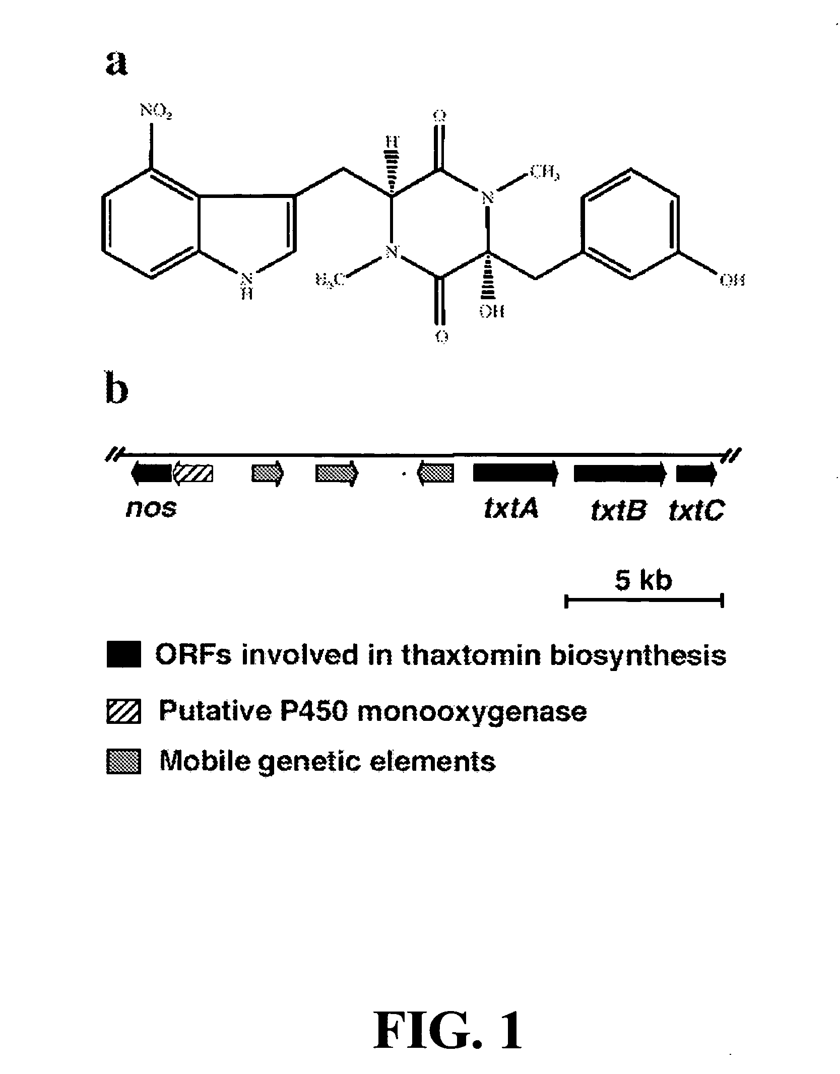 Bacterial nitric oxide synthases and uses thereof