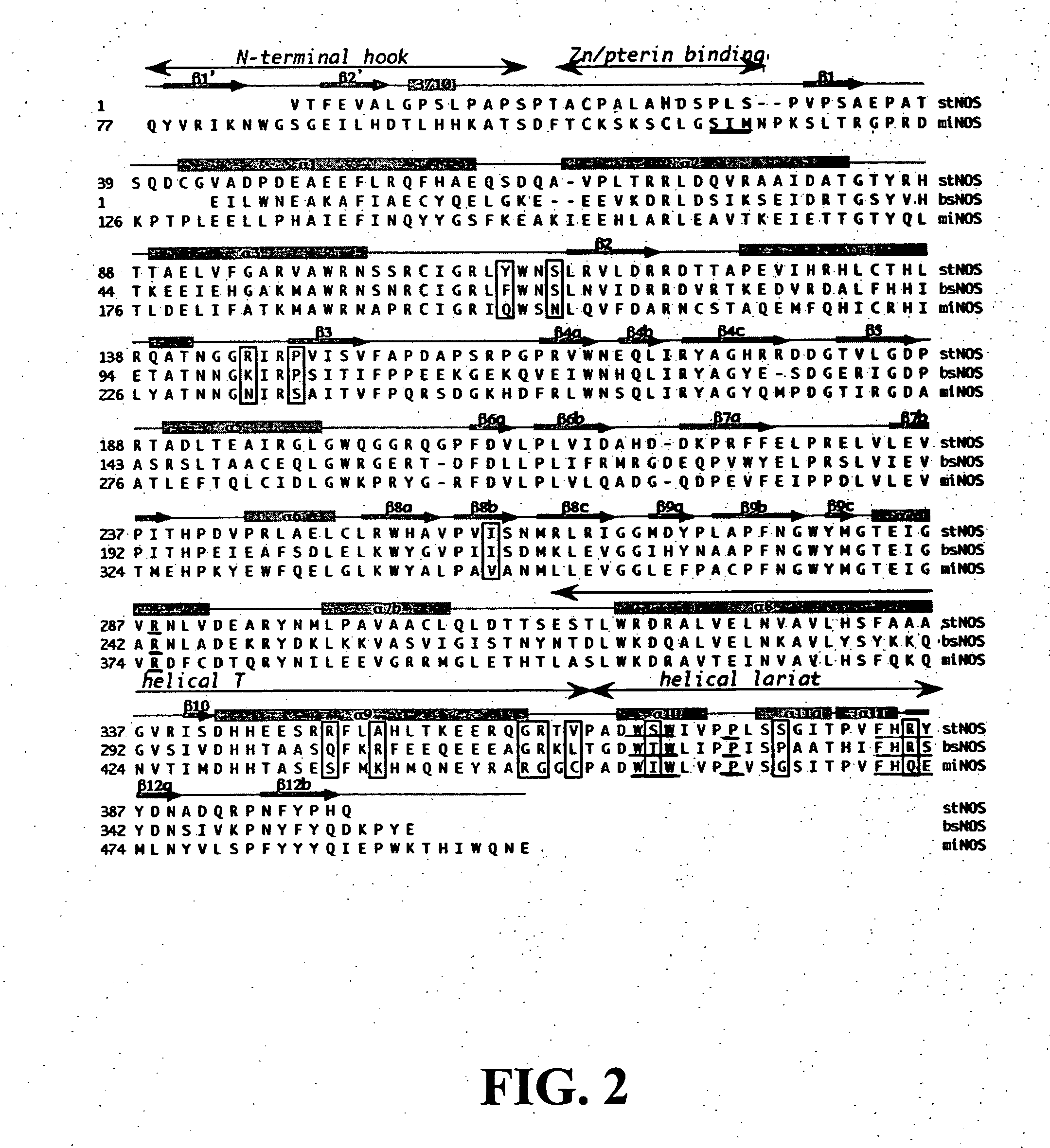 Bacterial nitric oxide synthases and uses thereof