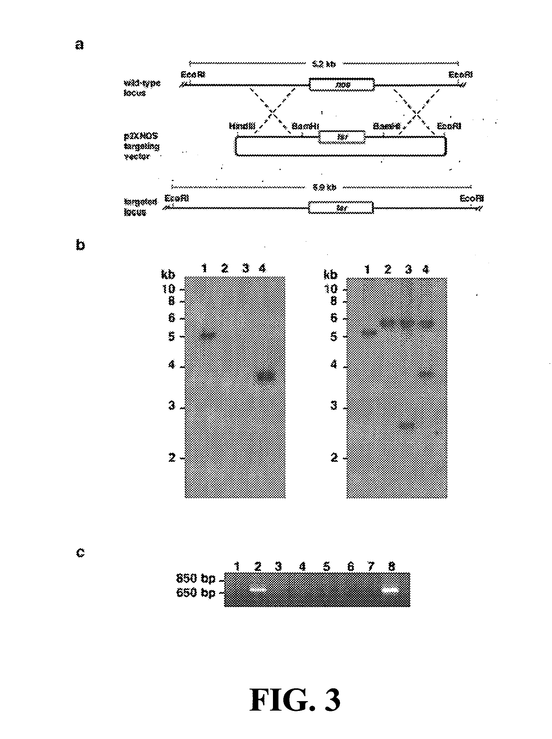 Bacterial nitric oxide synthases and uses thereof