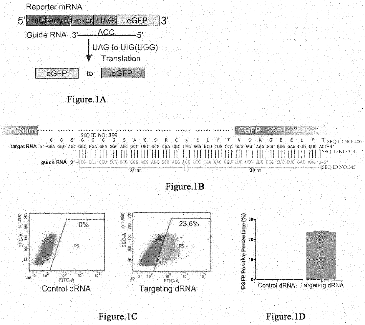 Methods and compositions for editing rnas