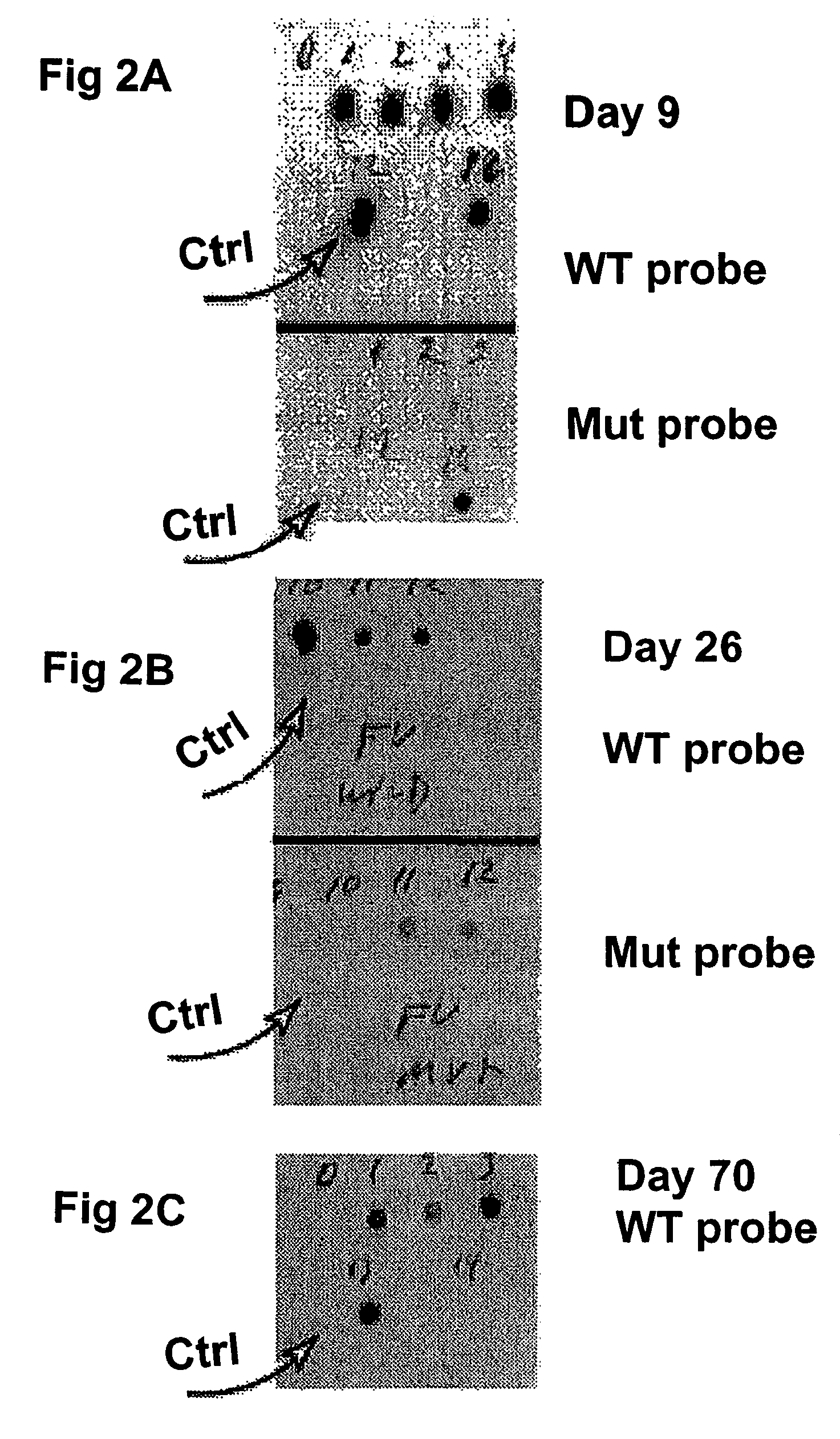 Compositions and methods relating to nucleic acid reference standards
