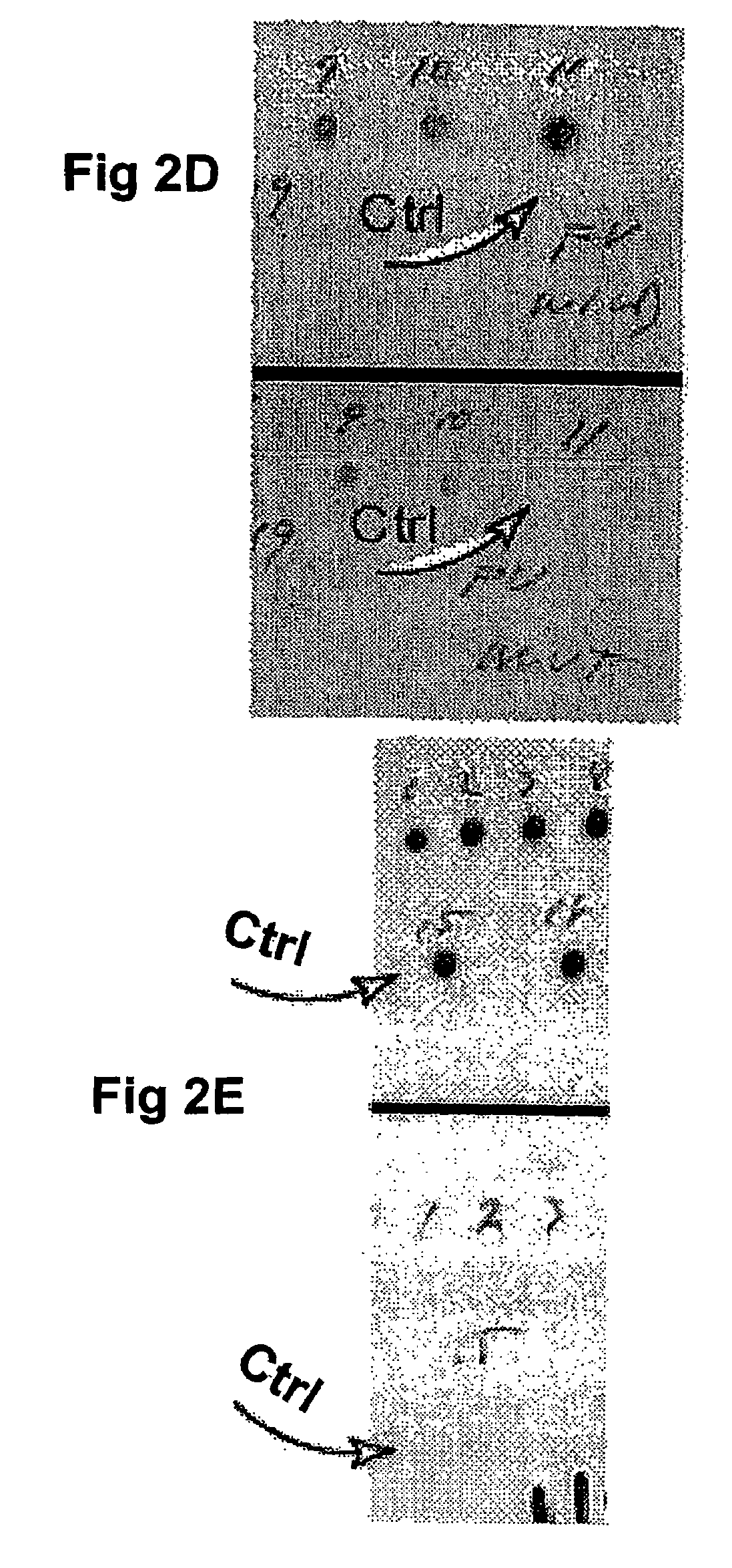 Compositions and methods relating to nucleic acid reference standards