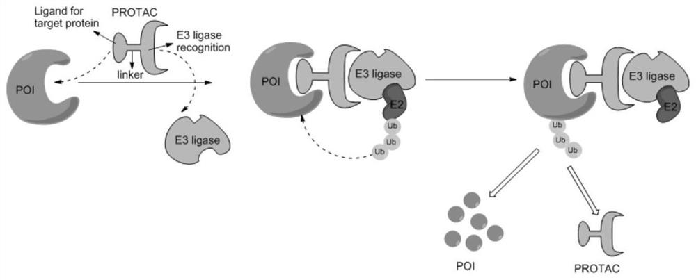 Erlotinib-based targeted degradation EGFR (epidermal growth factor receptor) protein small molecule compound as well as preparation method and application thereof