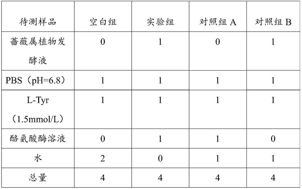 Rose plant fermentation liquor as well as preparation method, composition and application thereof