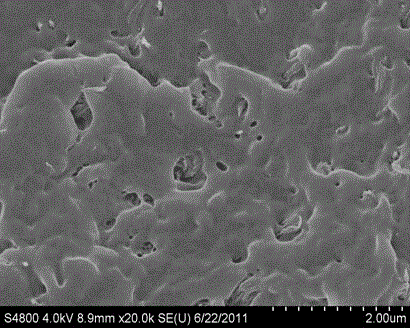 Hydrophilic polyester fiber modified by cellulose nanocrystal and preparation method thereof