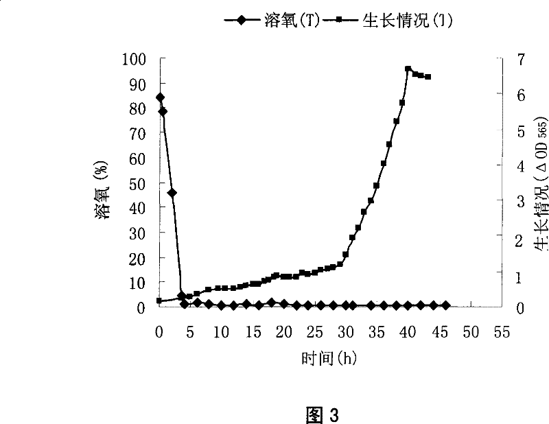 Method for producing magnetosome by cultivating magnetotactic bacteria