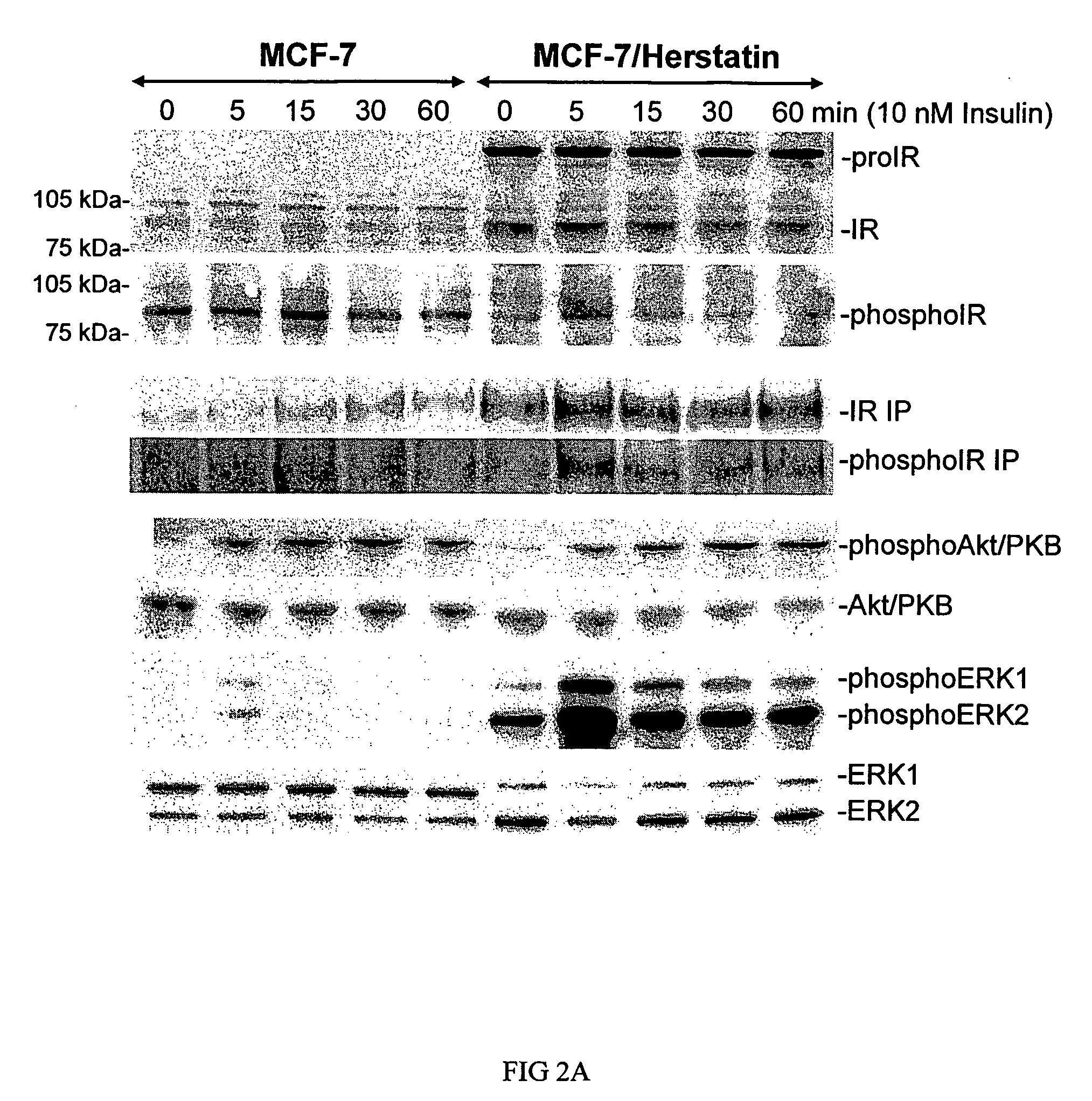 Compositions and Methods for Treating Disease