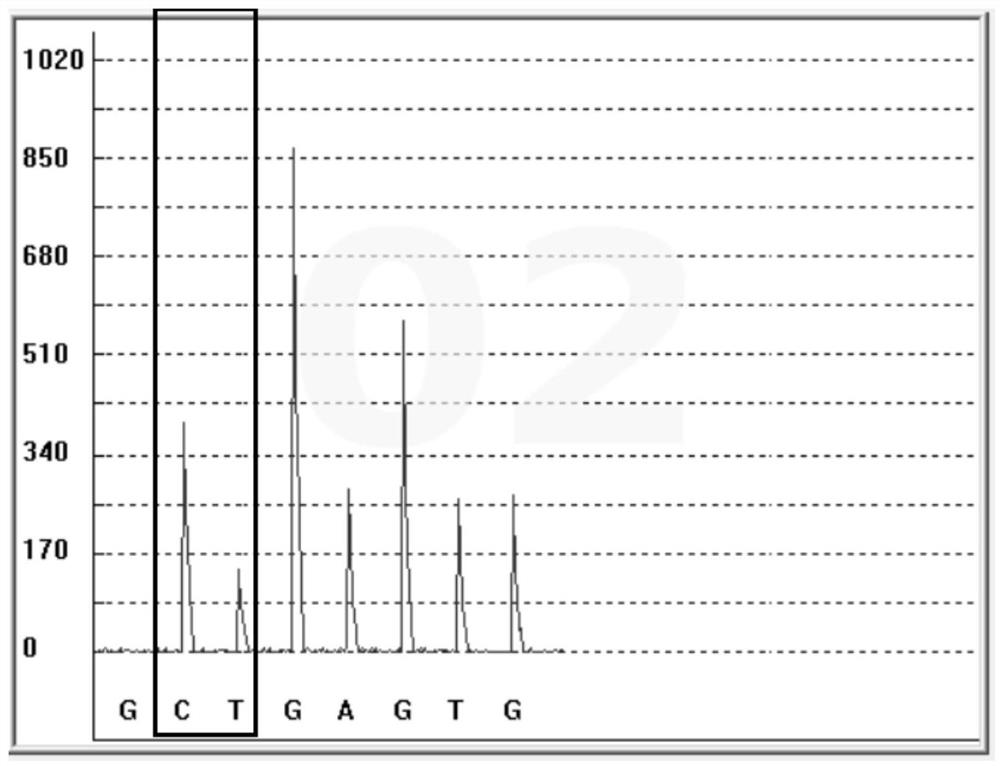 Gene polymorphism detection kit for insulin resistance risk assessment and detection method and application of gene polymorphism detection kit