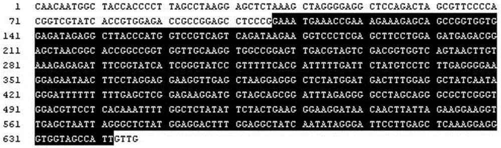 Nucleotide sequence, molecular probe and method for discriminating paphiopedilum micranthum