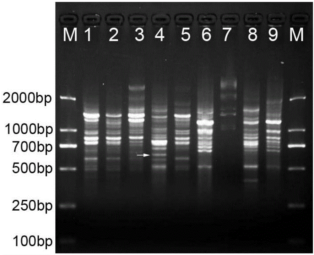 Nucleotide sequence, molecular probe and method for discriminating paphiopedilum micranthum