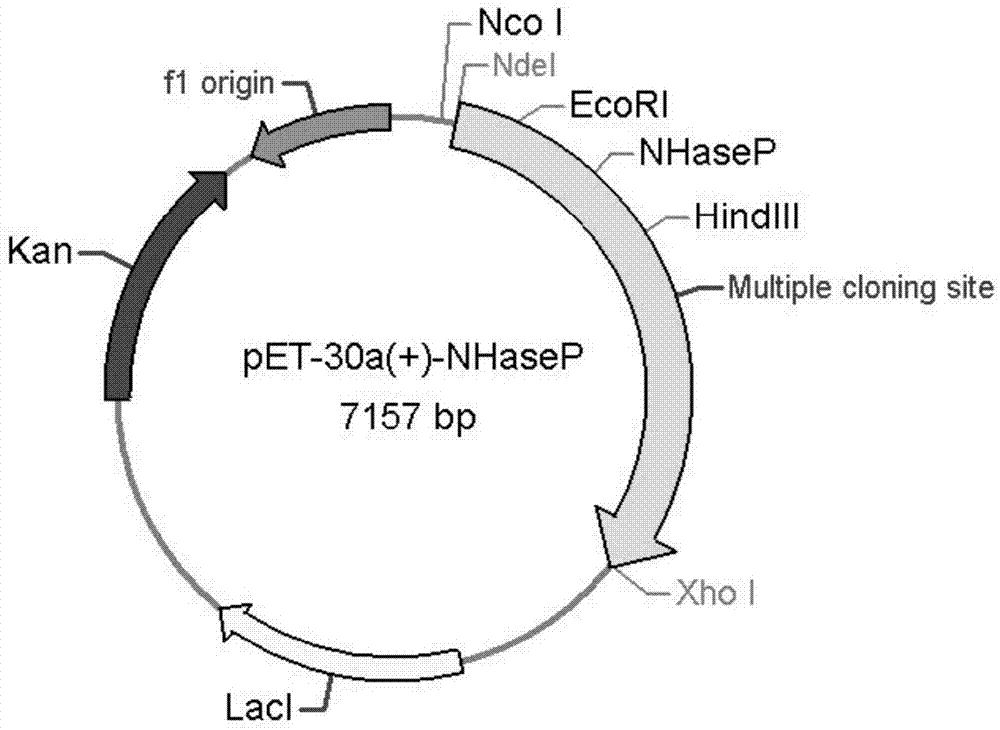 Nitrile hydratase and application thereof